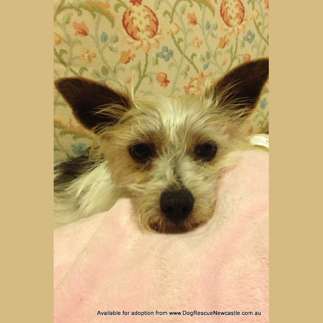 Photo of Ricky ~ Silky Terrier (No Longer Availablel)