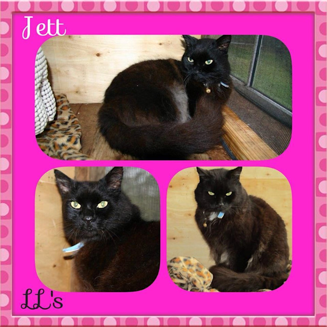 Photo of Jett 