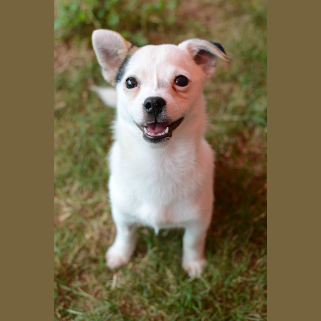 Photo of Mambo