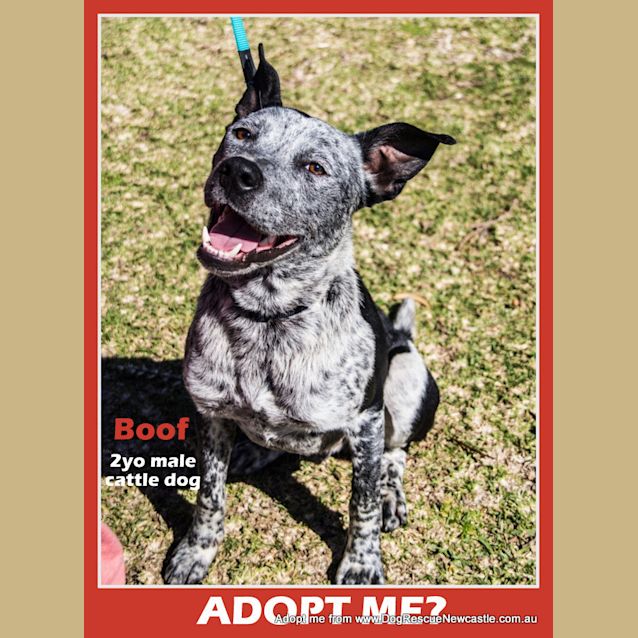 Photo of Boof (On Trial 11/10/14) ~ Friendly And Lovable