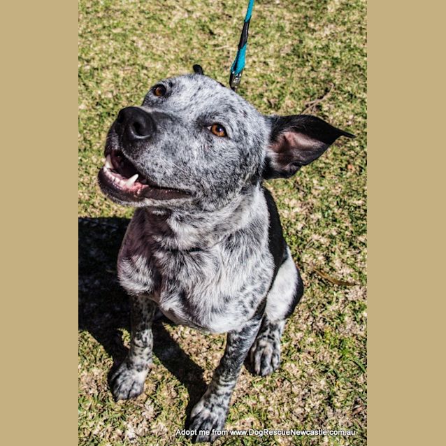 Photo of Boof (On Trial 11/10/14) ~ Friendly And Lovable