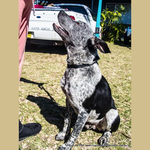 Photo of Boof (On Trial 11/10/14) ~ Friendly And Lovable