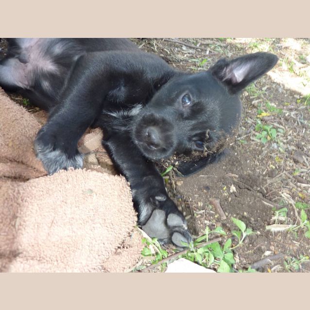 Photo of Bugsy (Adoption Pending)