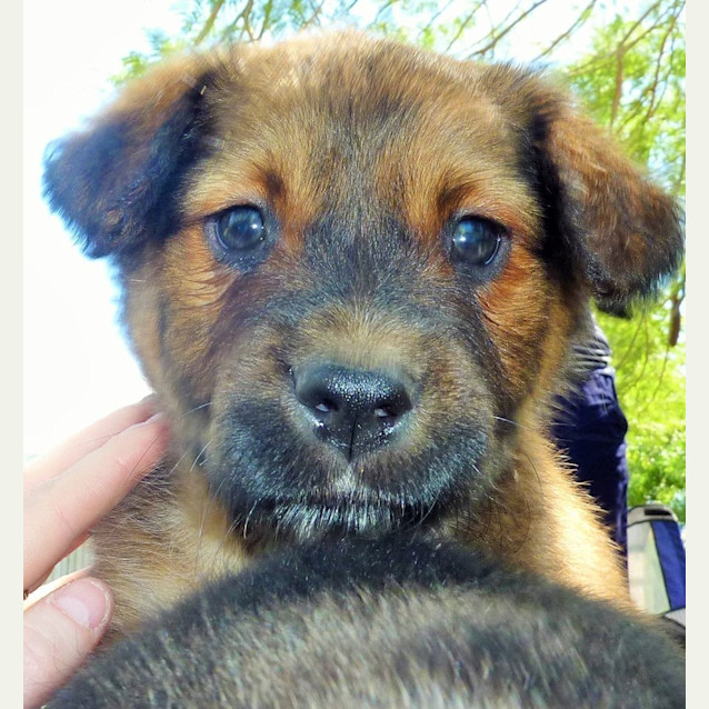 Photo of Don (Adoption Pending)