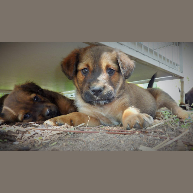 Photo of Don (Adoption Pending)
