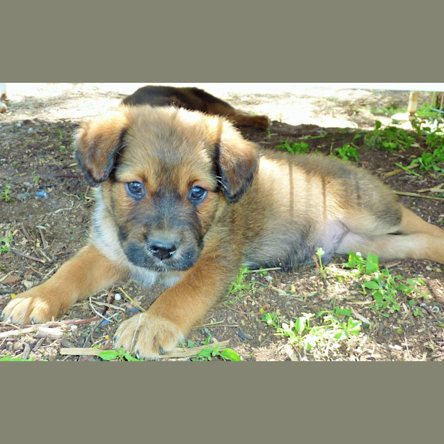 Photo of Don (Adoption Pending)