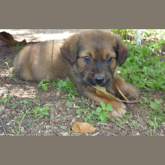Photo of Kim (Adoption Pending)