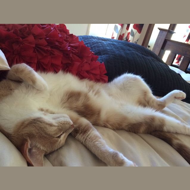Photo of Prince (The Pet House, Erina)