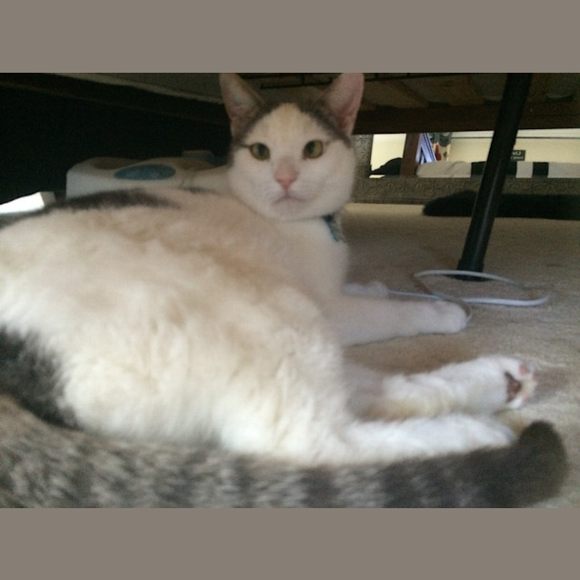 Photo of Tab (The Pet House, Erina)