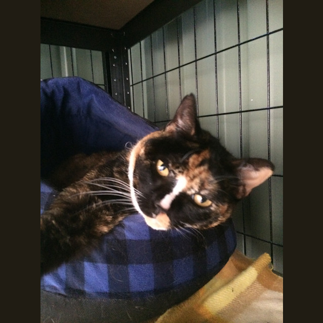 Photo of Cuddles