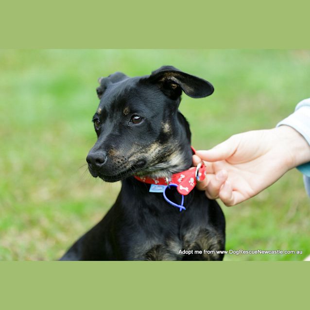 Photo of Charli ~ Fem Dachshund X Kelpie (On Trial 20/9/14)