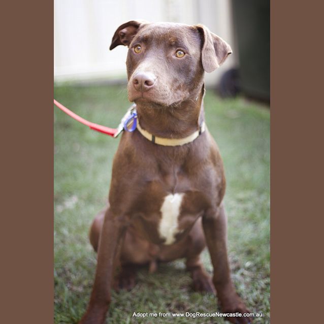 Photo of Duke (On Trial 25/9/14)