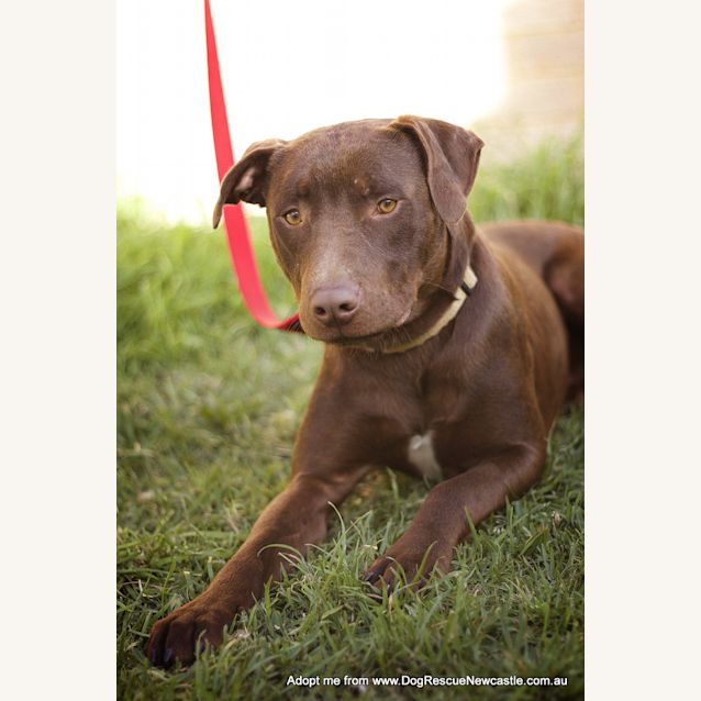 Photo of Duke (On Trial 25/9/14)