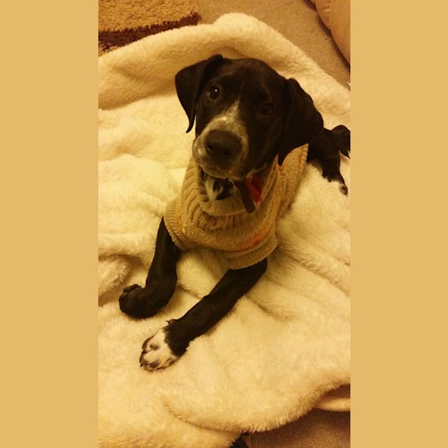 Photo of Puppy Gypsy