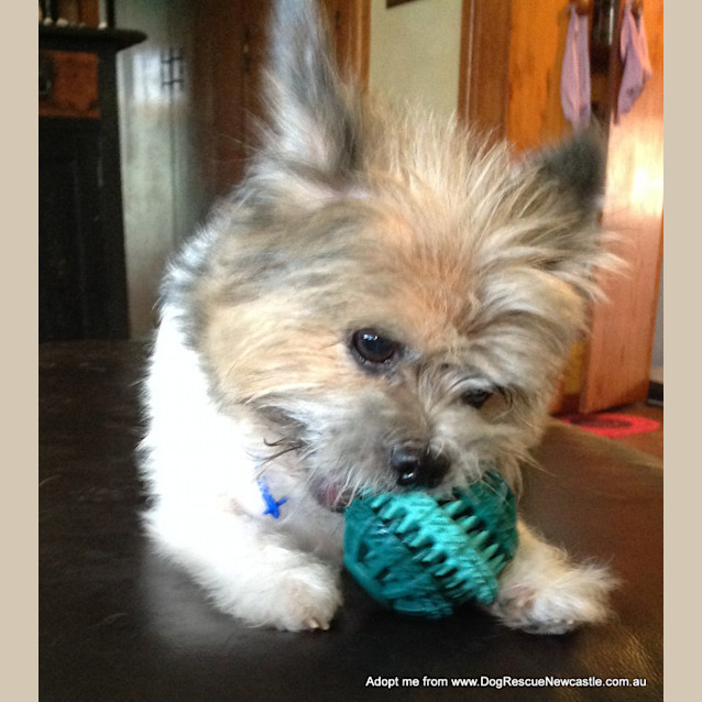 Photo of Bella The Shih Tzu X Silky (On Trial 29/10/14)
