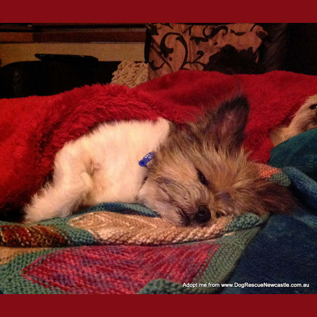 Photo of Bella The Shih Tzu X Silky (On Trial 29/10/14)