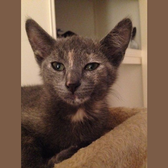 Photo of Dixie