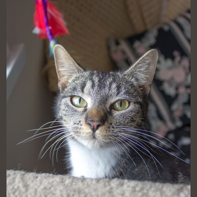 Photo of Indie