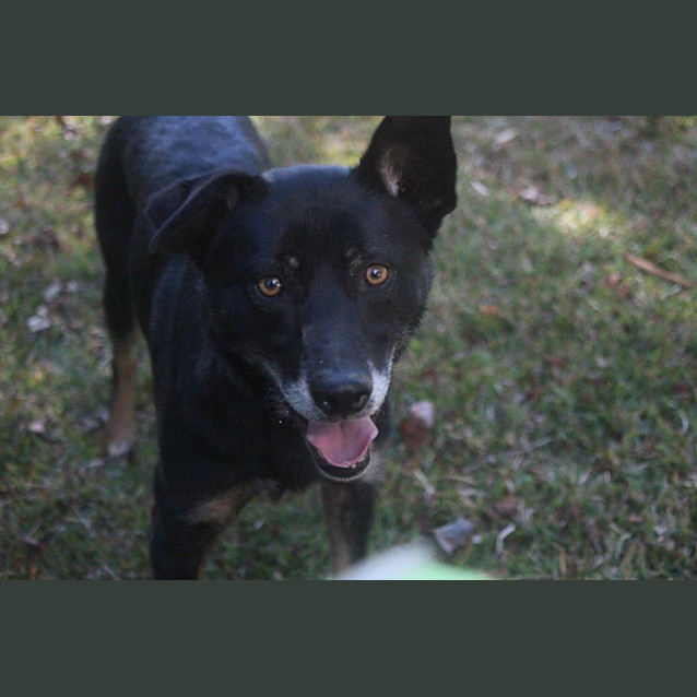 Photo of Archie