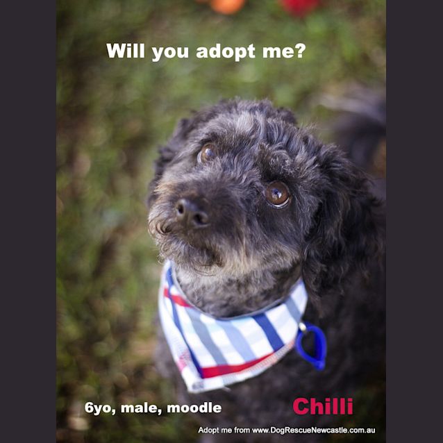 Photo of Chilli ~ Moodle (On Trial 15/9/14)