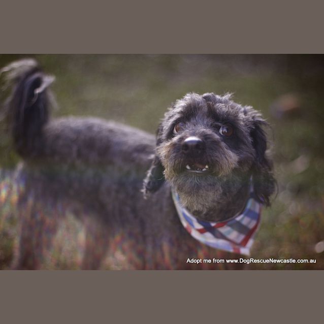 Photo of Chilli ~ Moodle (On Trial 15/9/14)