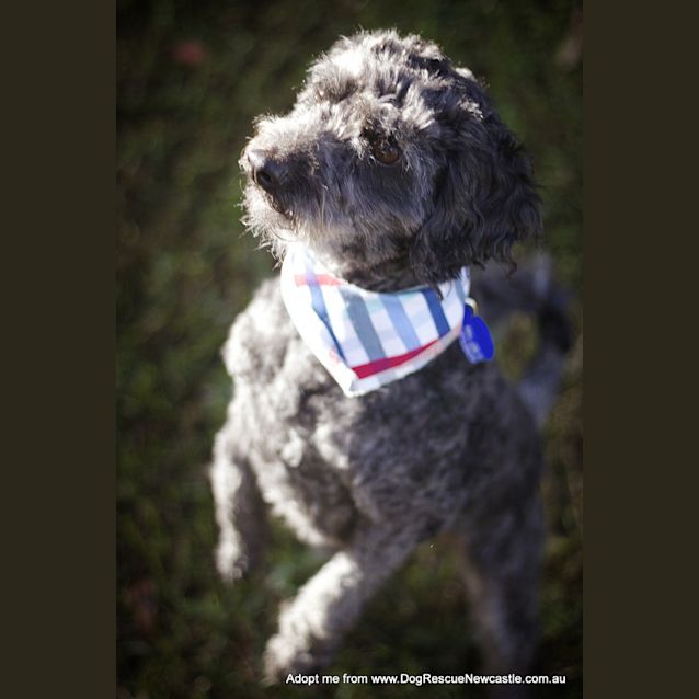 Photo of Chilli ~ Moodle (On Trial 15/9/14)