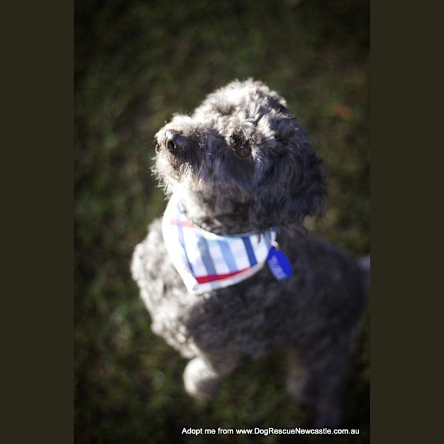 Photo of Chilli ~ Moodle (On Trial 15/9/14)