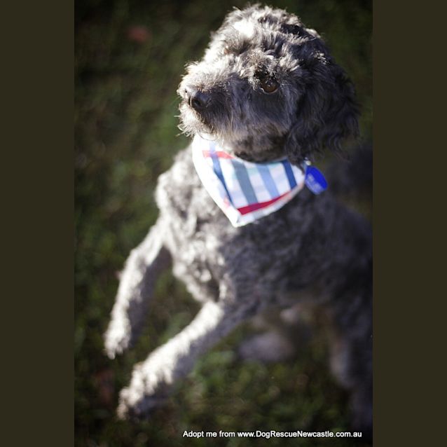 Photo of Chilli ~ Moodle (On Trial 15/9/14)