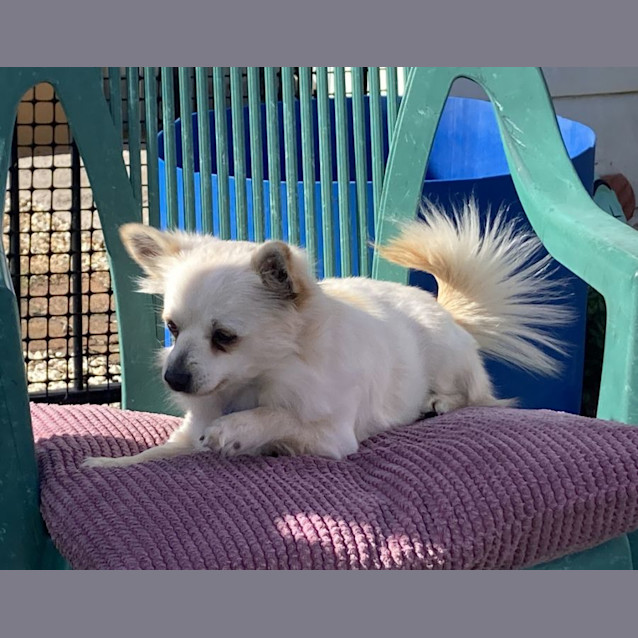 Photo of Cee Cee 🎀 Pom X Chihuahua (On Trial 15/7/23)