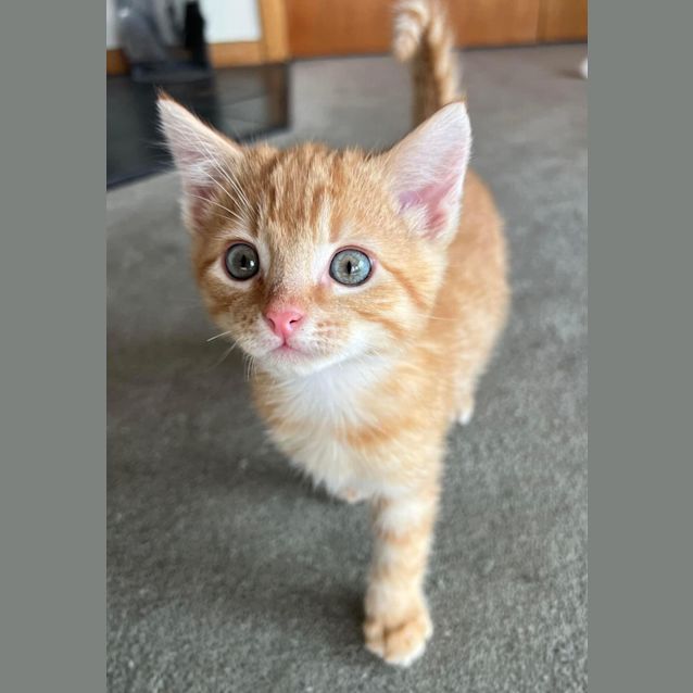 Photo of Sampson