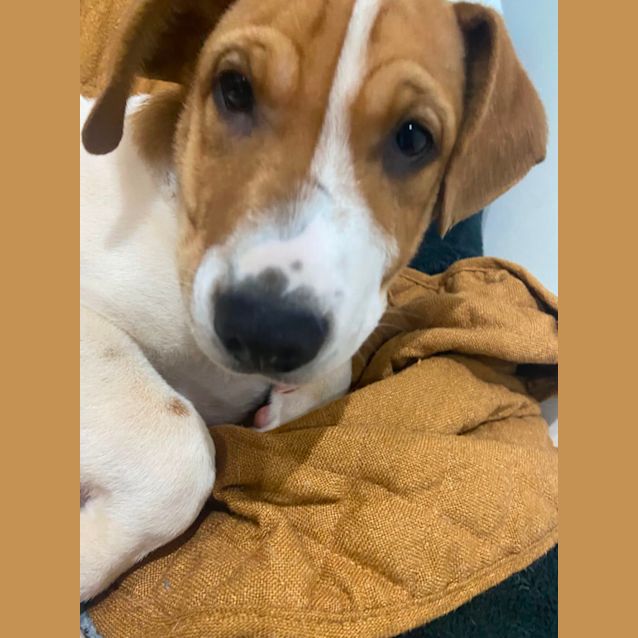 Photo of Alfred