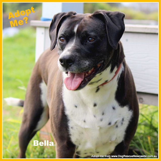 Photo of Bella (On Trial 25/10/14) ~German Shorthaired Pntr