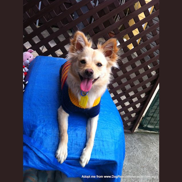 Photo of Louie (On Trial 18/10/14) ~ Pomeranian Cross