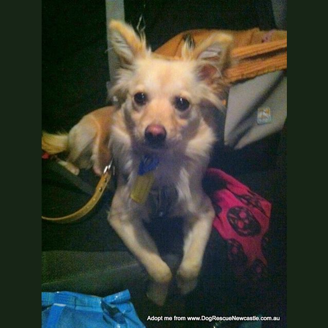 Photo of Louie (On Trial 18/10/14) ~ Pomeranian Cross