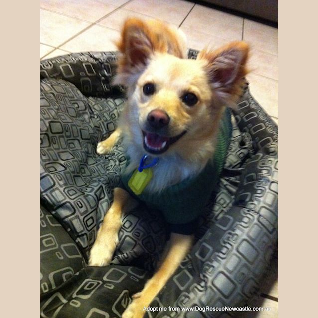 Photo of Louie (On Trial 18/10/14) ~ Pomeranian Cross