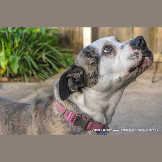 Photo of Zoe (On Trial 10/10/14) ~ Boxer X Staffy