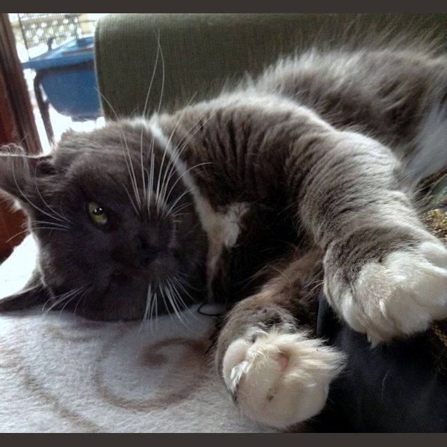 Photo of "Big Blue" Purrfect Match