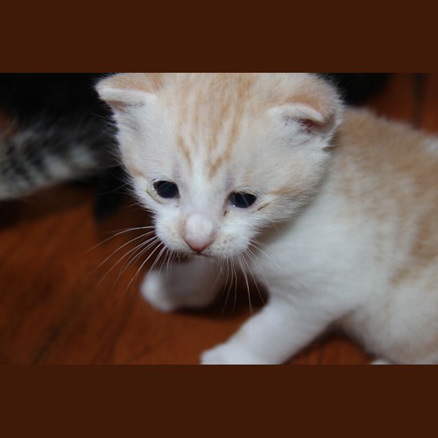 Photo of Astro