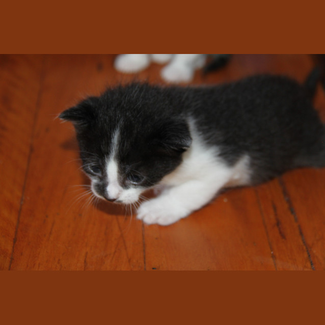 Photo of Comet