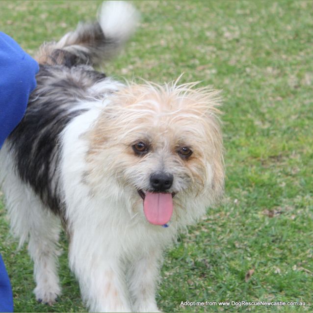 Photo of Boomba (On Trial 27/9/14)