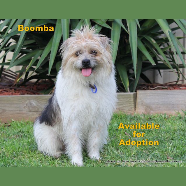 Photo of Boomba (On Trial 27/9/14)