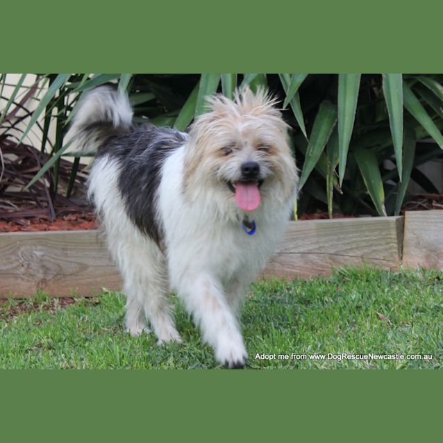 Photo of Boomba (On Trial 27/9/14)