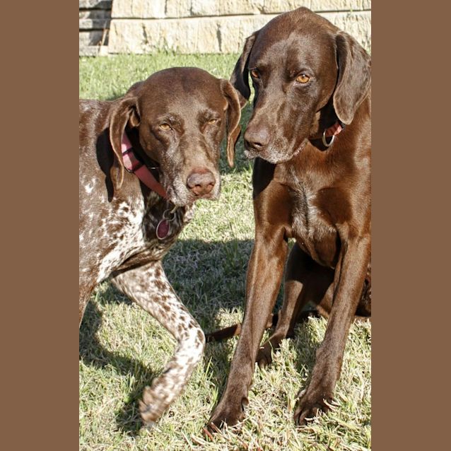 Photo of Sam(on Trial 25/10/14 ~ German Shorthaired Pointer