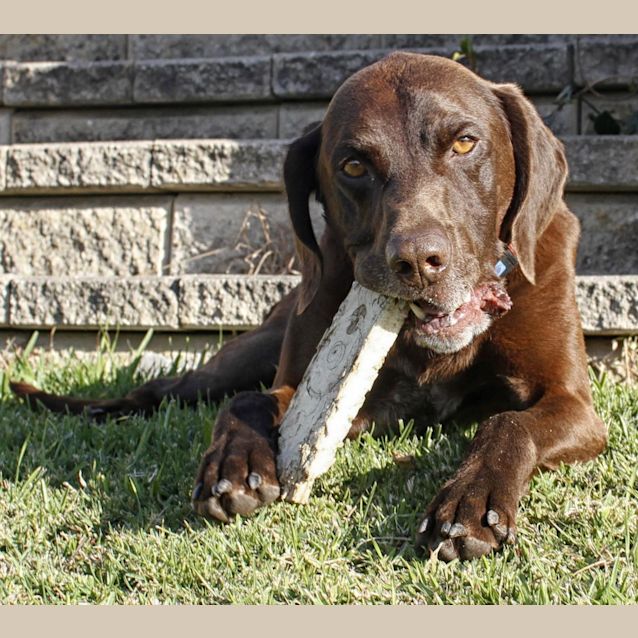 Photo of Sam(on Trial 25/10/14 ~ German Shorthaired Pointer