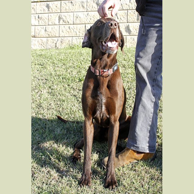 Photo of Sam(on Trial 25/10/14 ~ German Shorthaired Pointer