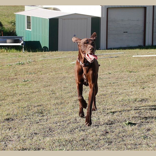 Photo of Sam(on Trial 25/10/14 ~ German Shorthaired Pointer