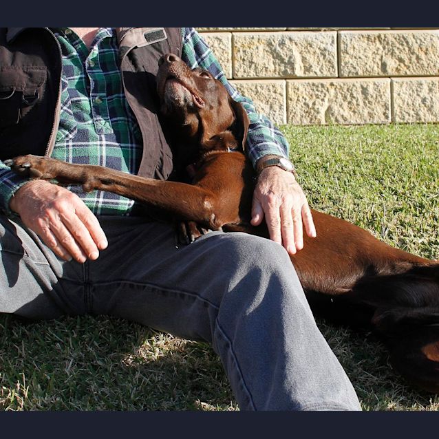 Photo of Sam(on Trial 25/10/14 ~ German Shorthaired Pointer