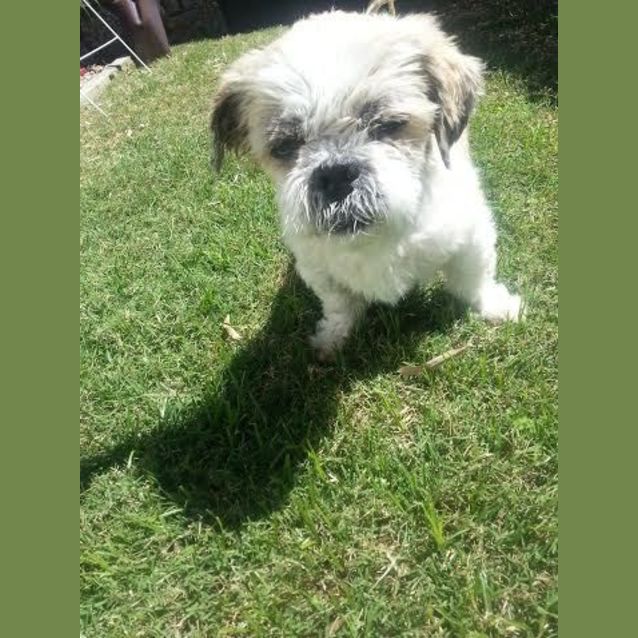 Photo of Dolly