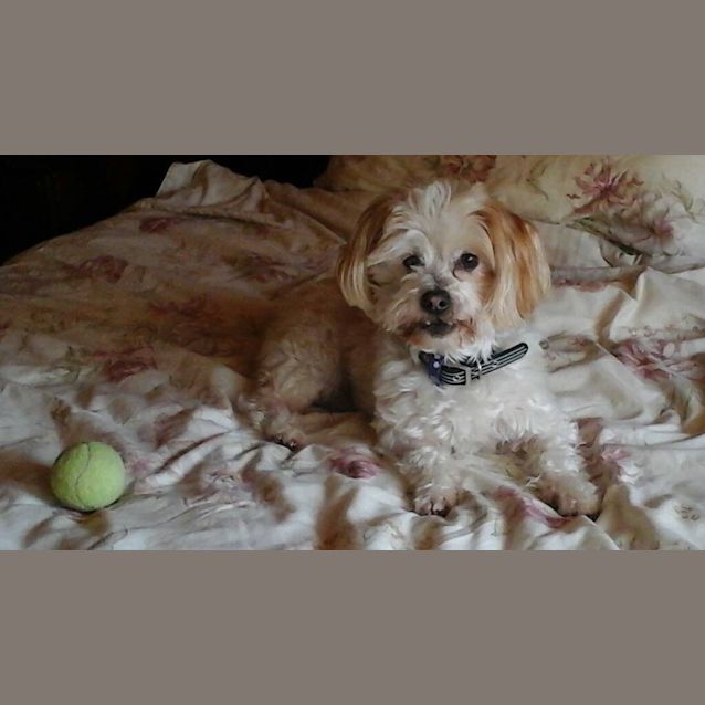 Photo of Patches