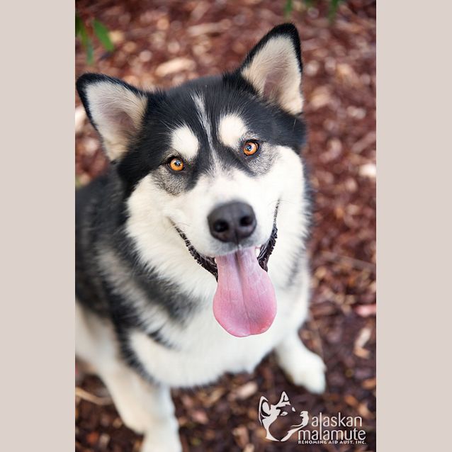 Photo of Nahla